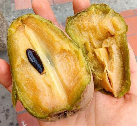 Chico: The Delicious Brown Fruit Eaten in the .